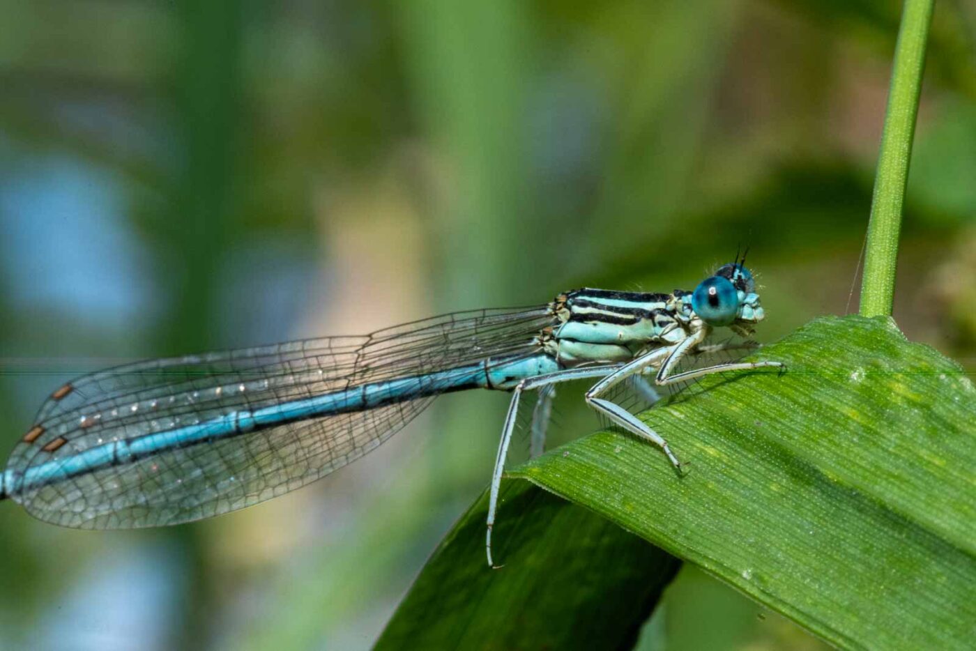2023-09-03 - NSG Lippewiesen Haltern