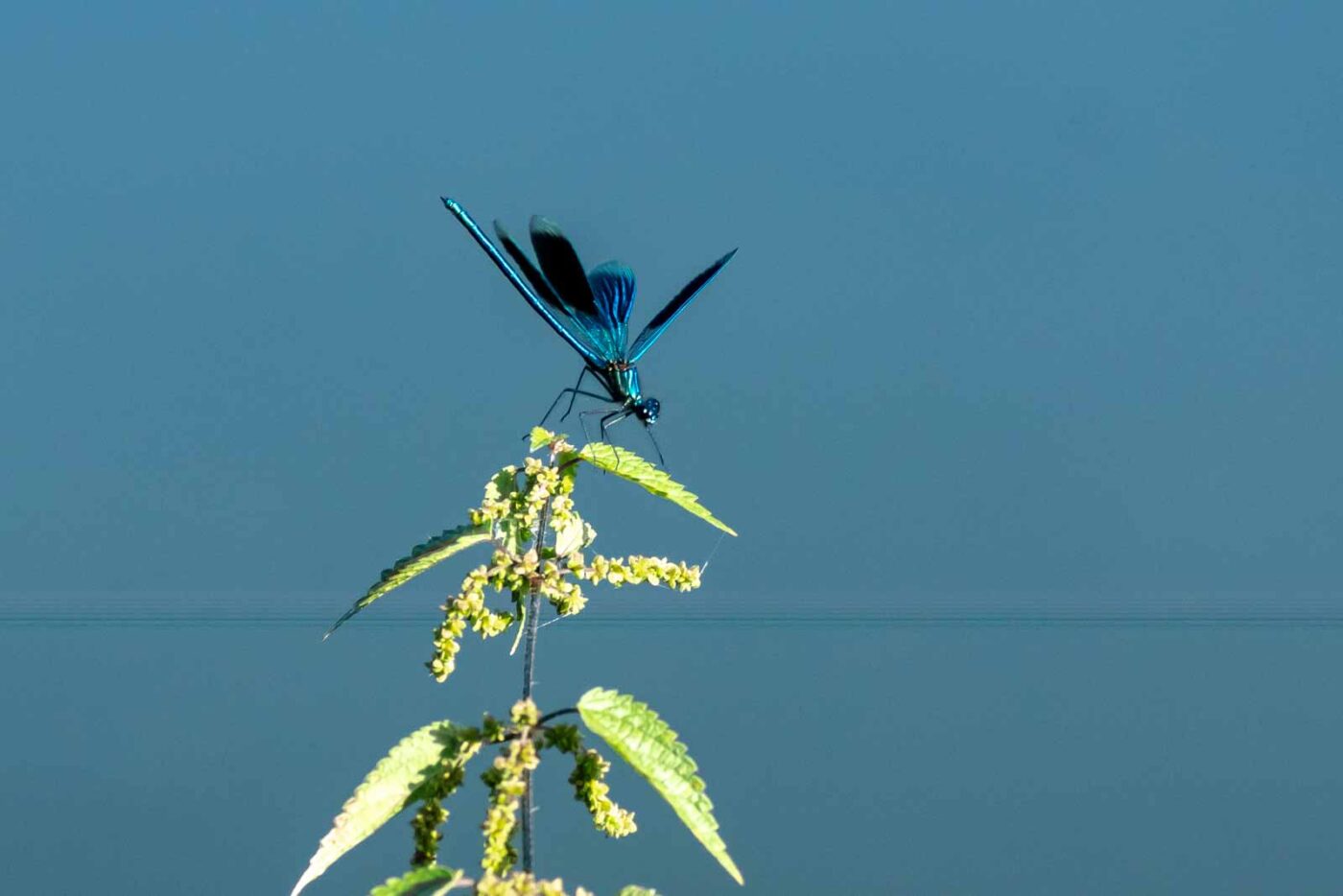 2023-09-03 - NSG Lippewiesen Haltern