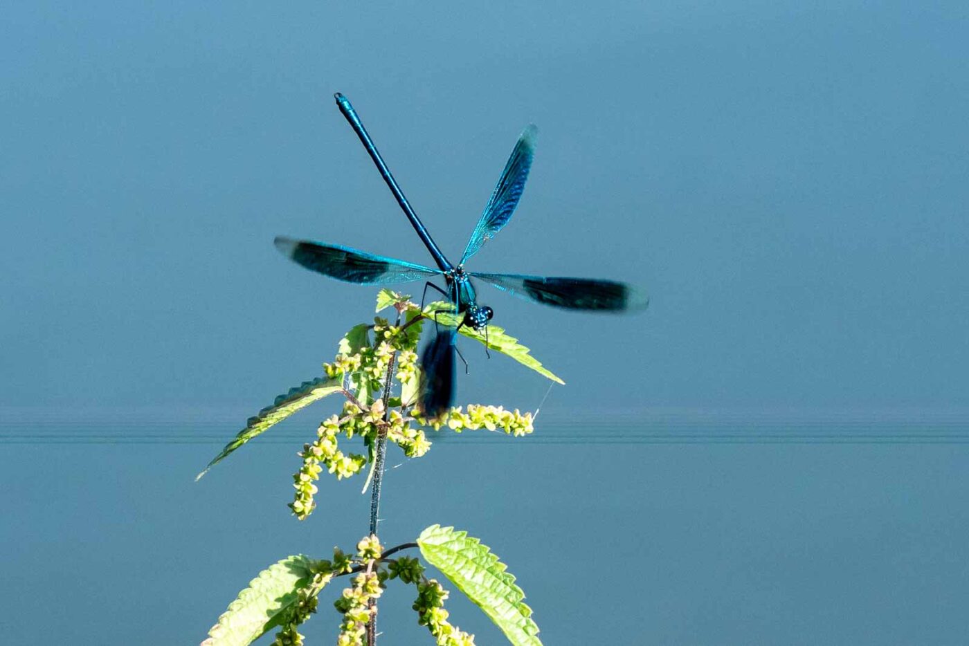 2023-09-03 - NSG Lippewiesen Haltern