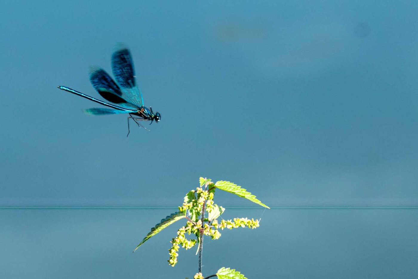 2023-09-03 - NSG Lippewiesen Haltern