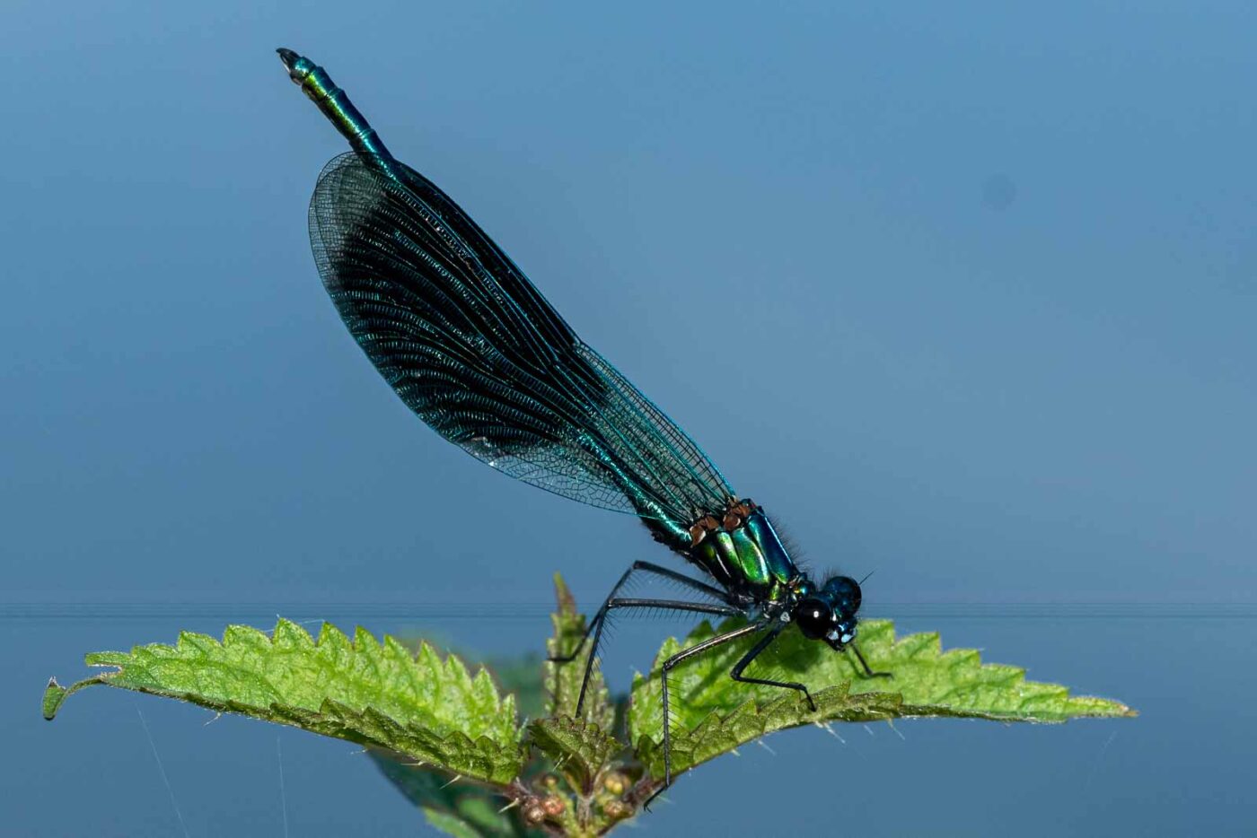 2023-09-03 - NSG Lippewiesen Haltern