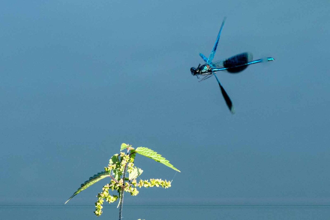 2023-09-03 - NSG Lippewiesen Haltern