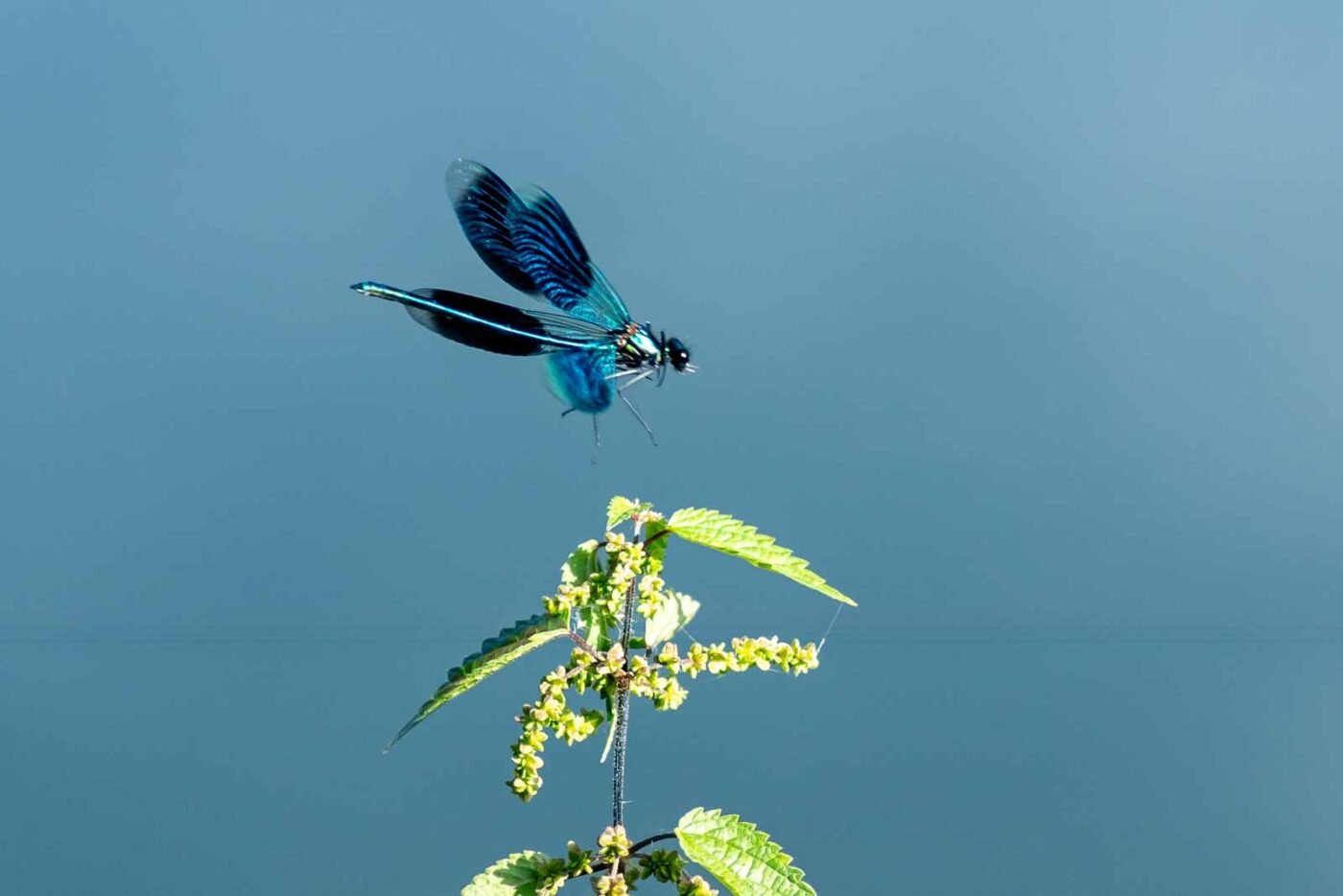 2023-09-03 - NSG Lippewiesen Haltern