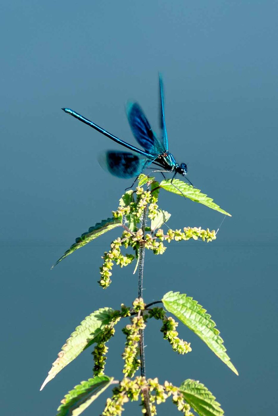 2023-09-03 - NSG Lippewiesen Haltern