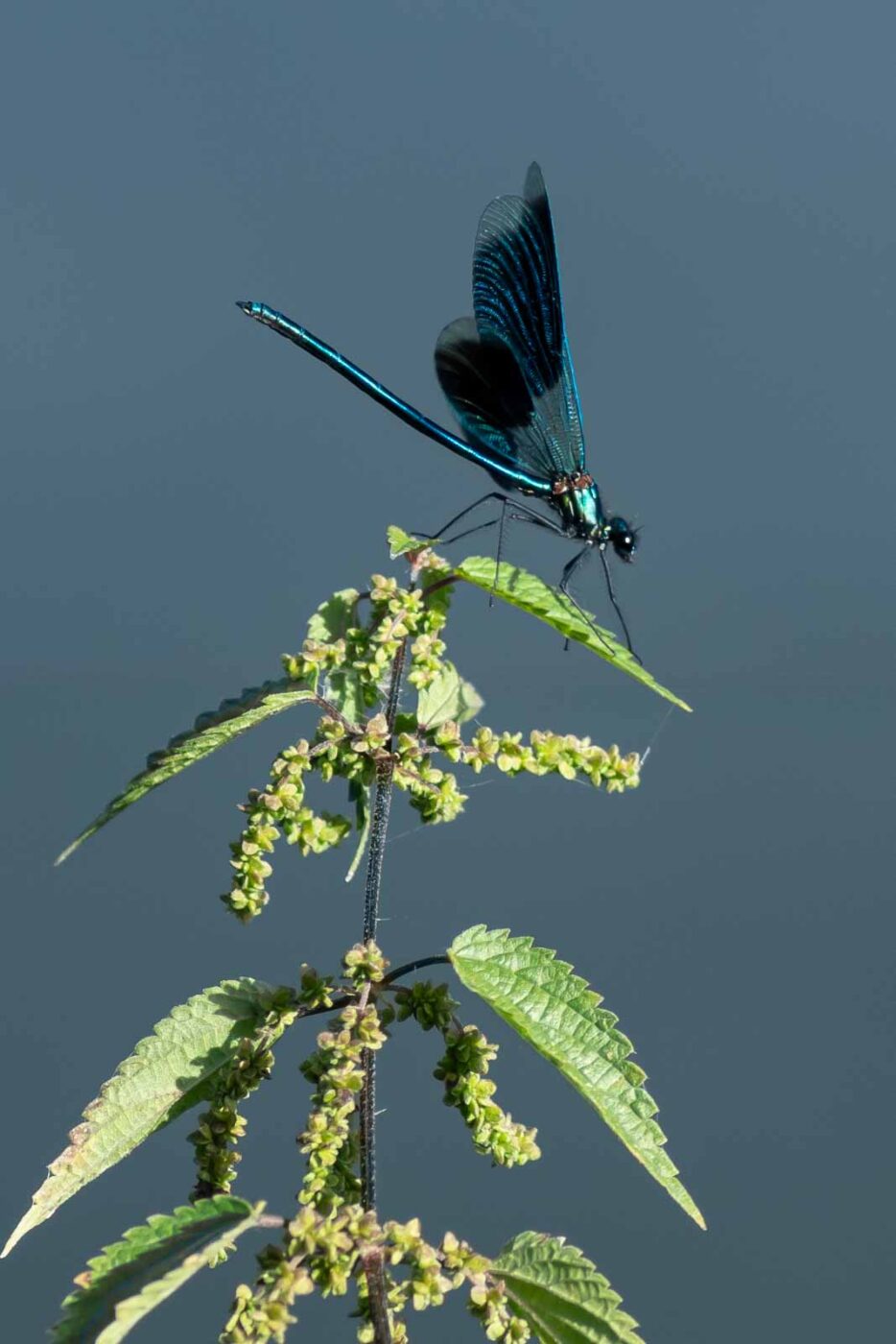 2023-09-03 - NSG Lippewiesen Haltern