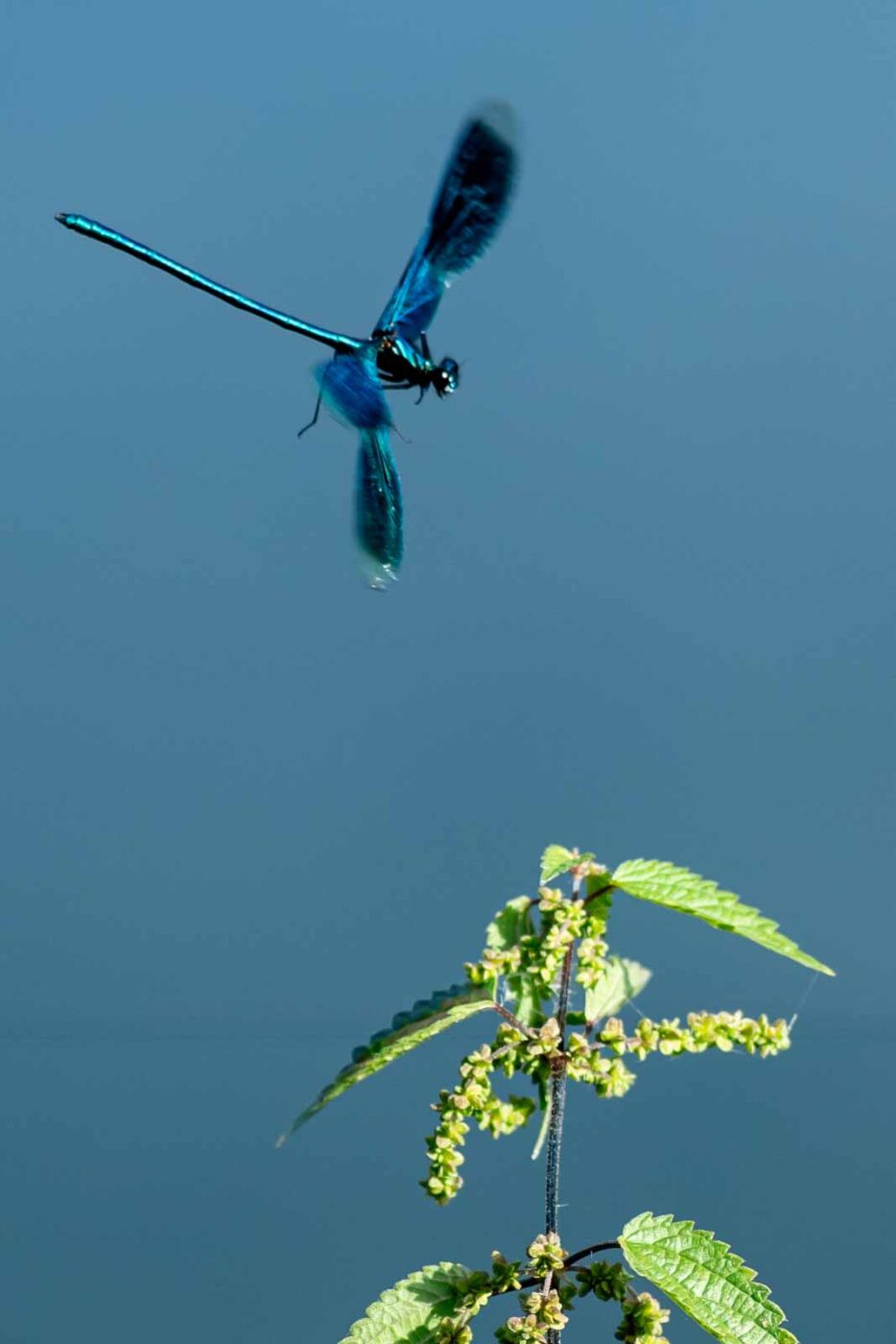 2023-09-03 - NSG Lippewiesen Haltern