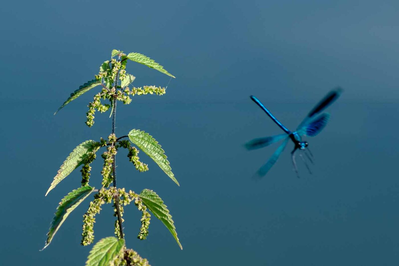 2023-09-03 - NSG Lippewiesen Haltern