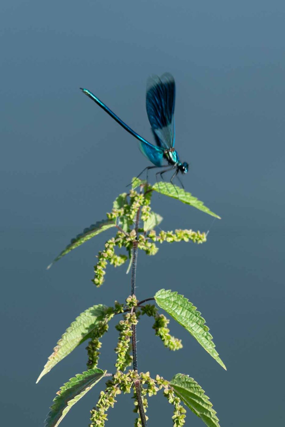 2023-09-03 - NSG Lippewiesen Haltern