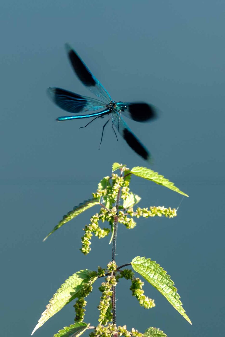 2023-09-03 - NSG Lippewiesen Haltern