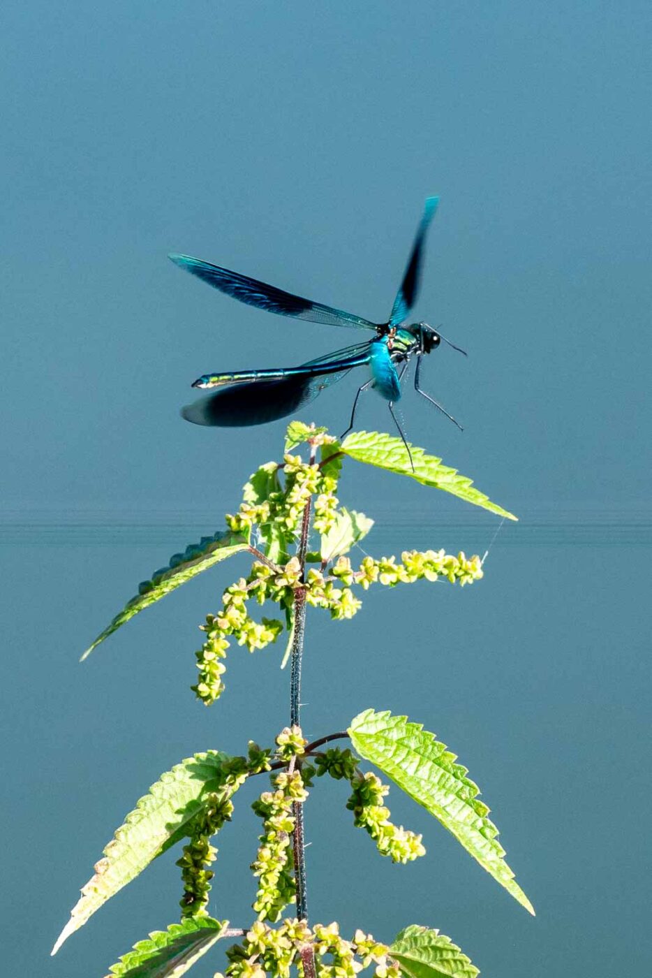 2023-09-03 - NSG Lippewiesen Haltern