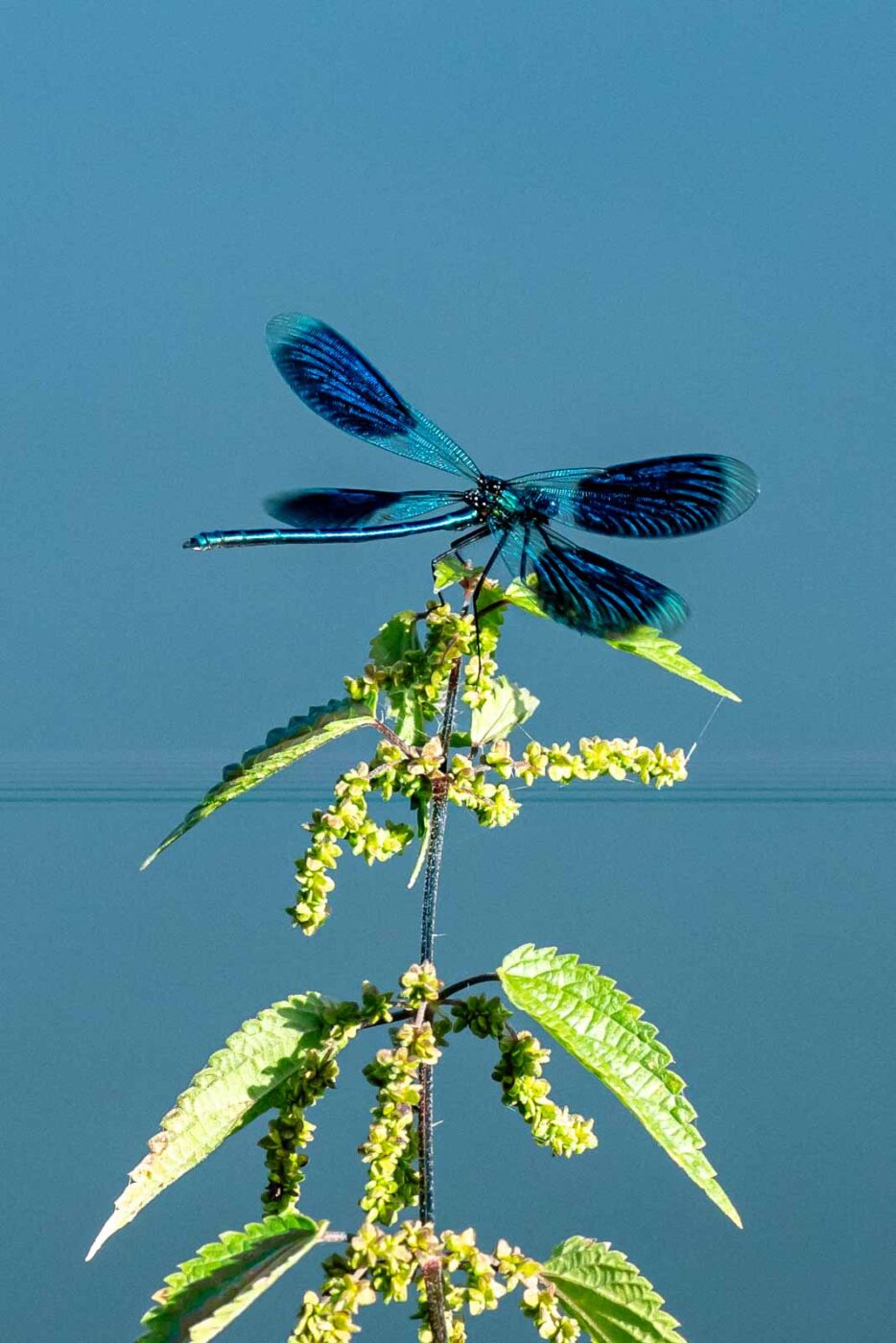2023-09-03 - NSG Lippewiesen Haltern
