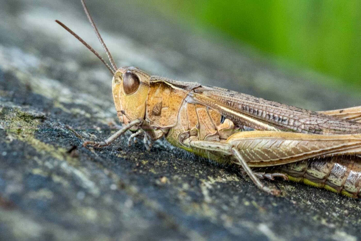 2023-09-03 - NSG Lippewiesen Haltern