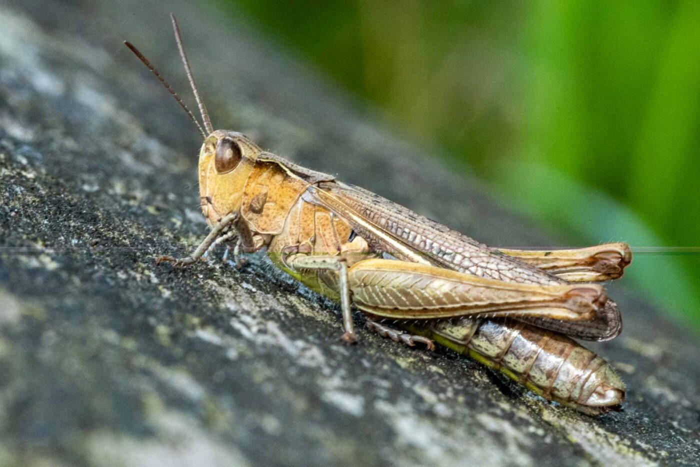 2023-09-03 - NSG Lippewiesen Haltern