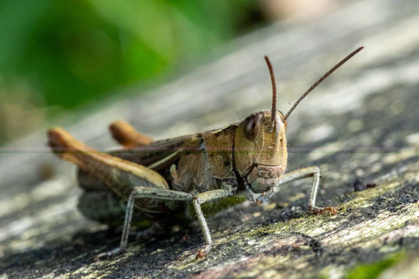 2023-09-03 - NSG Lippewiesen Haltern