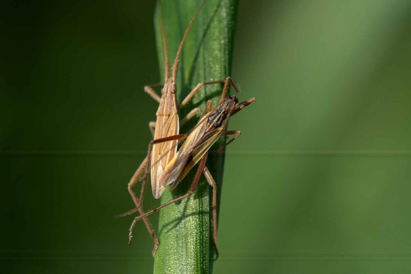 2023-09-03 - NSG Lippewiesen Haltern