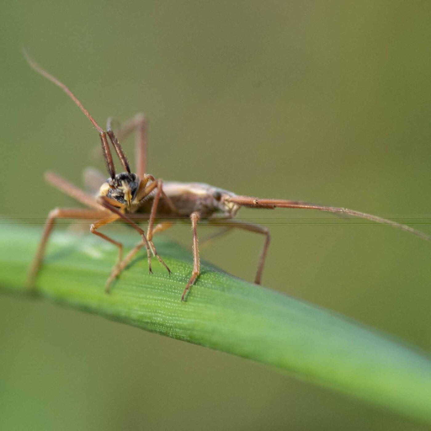 2023-09-03 - NSG Lippewiesen Haltern