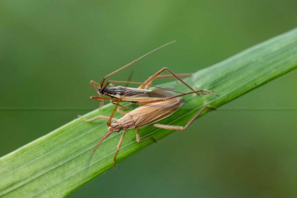 2023-09-03 - NSG Lippewiesen Haltern