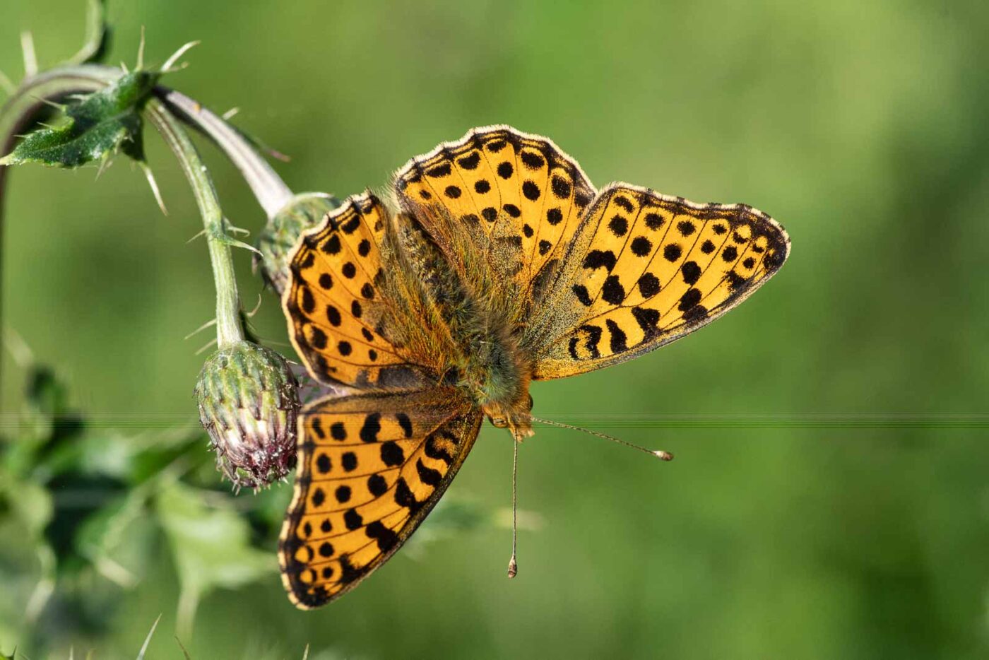 2023-09-03 - NSG Lippewiesen Haltern