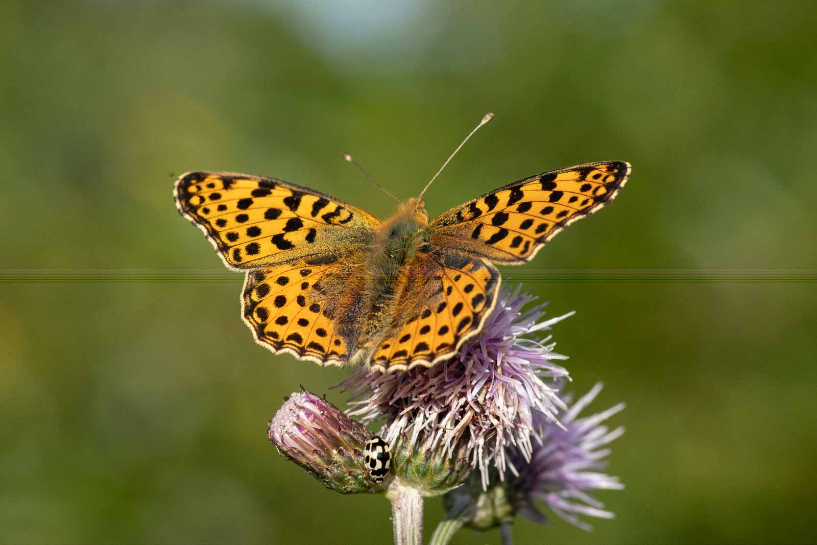 °kleiner perlmuttfalter°