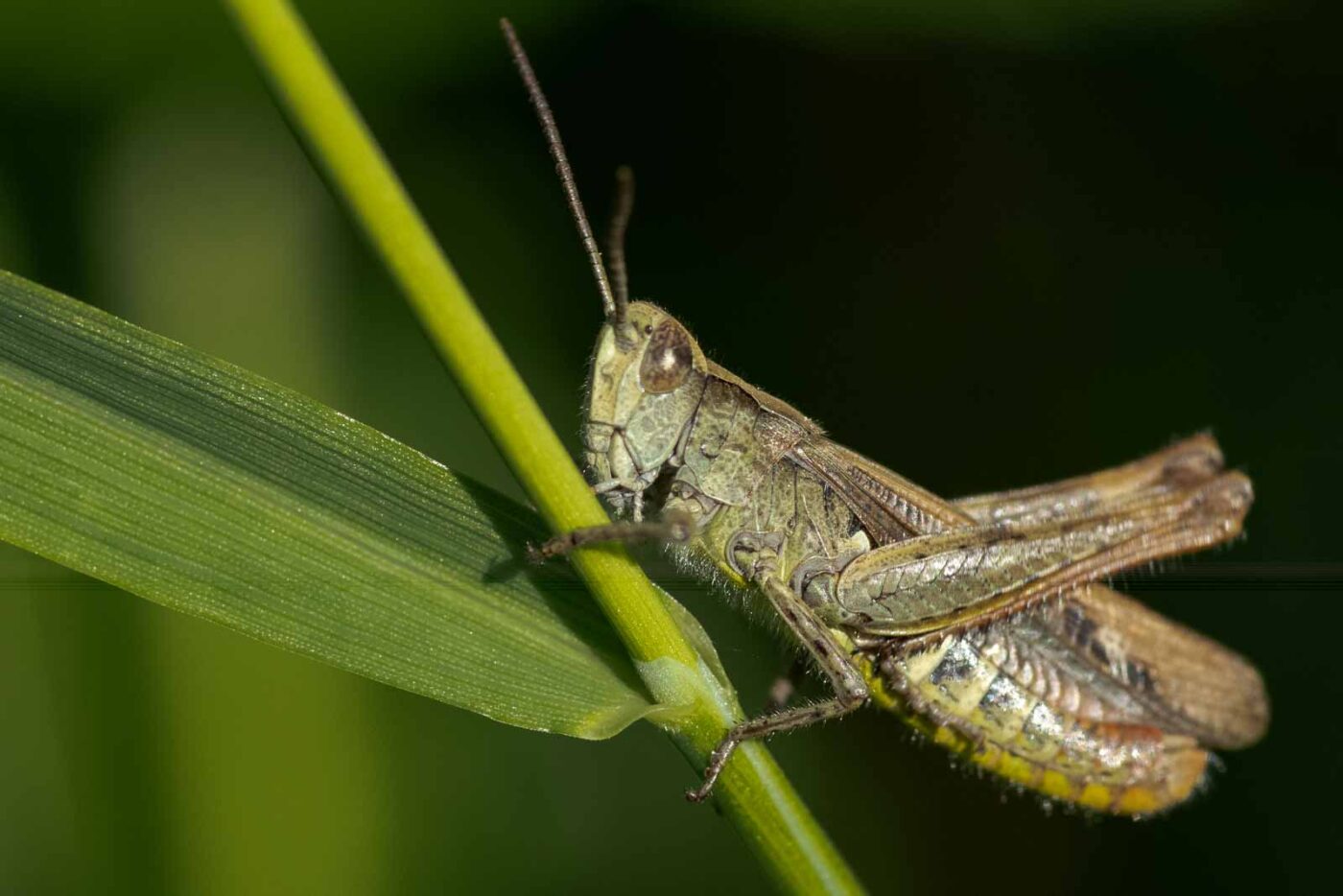 2023-09-03 - NSG Lippewiesen Haltern