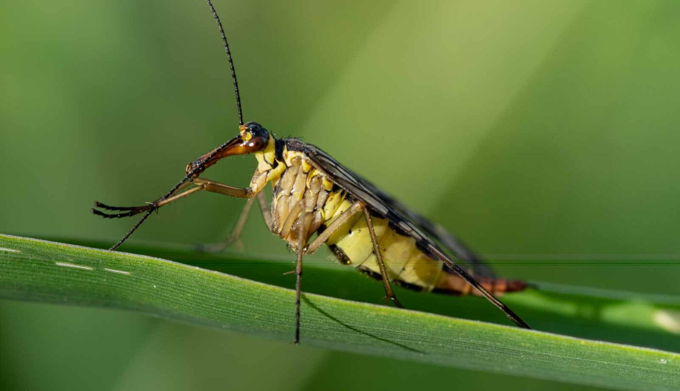 2023-09-03 - NSG Lippewiesen Haltern