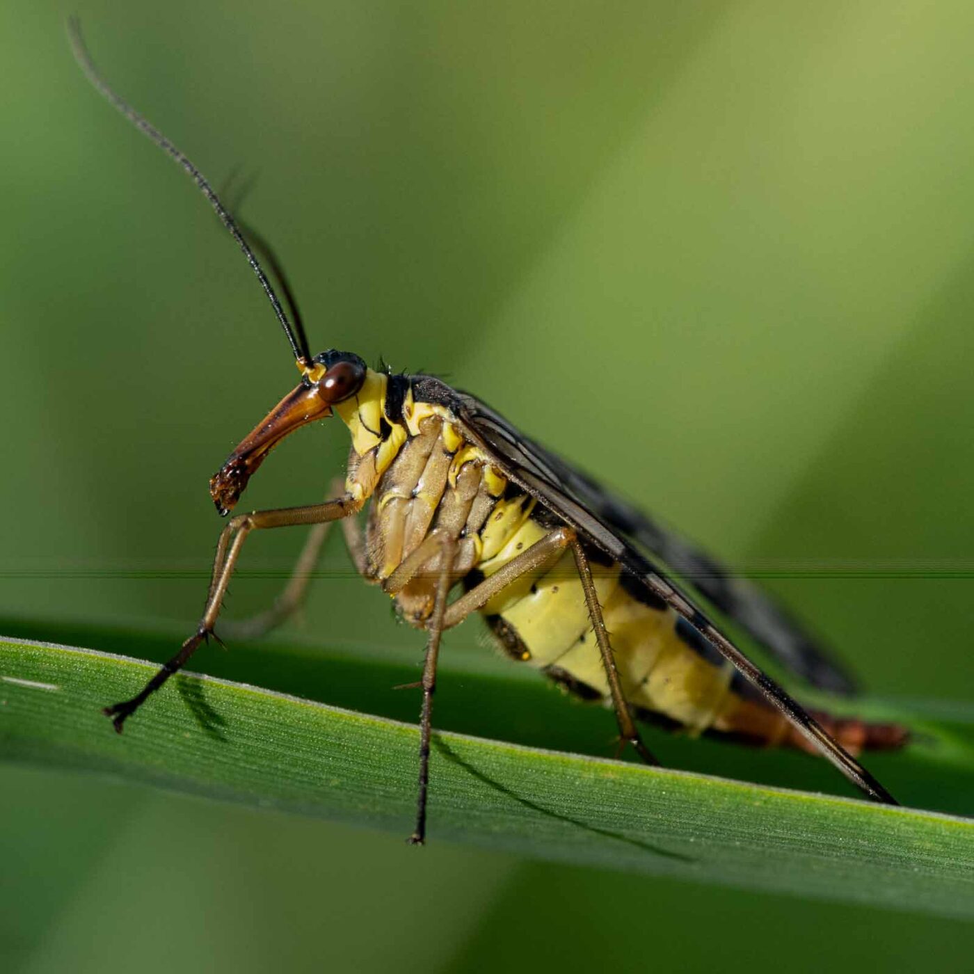 2023-09-03 - NSG Lippewiesen Haltern