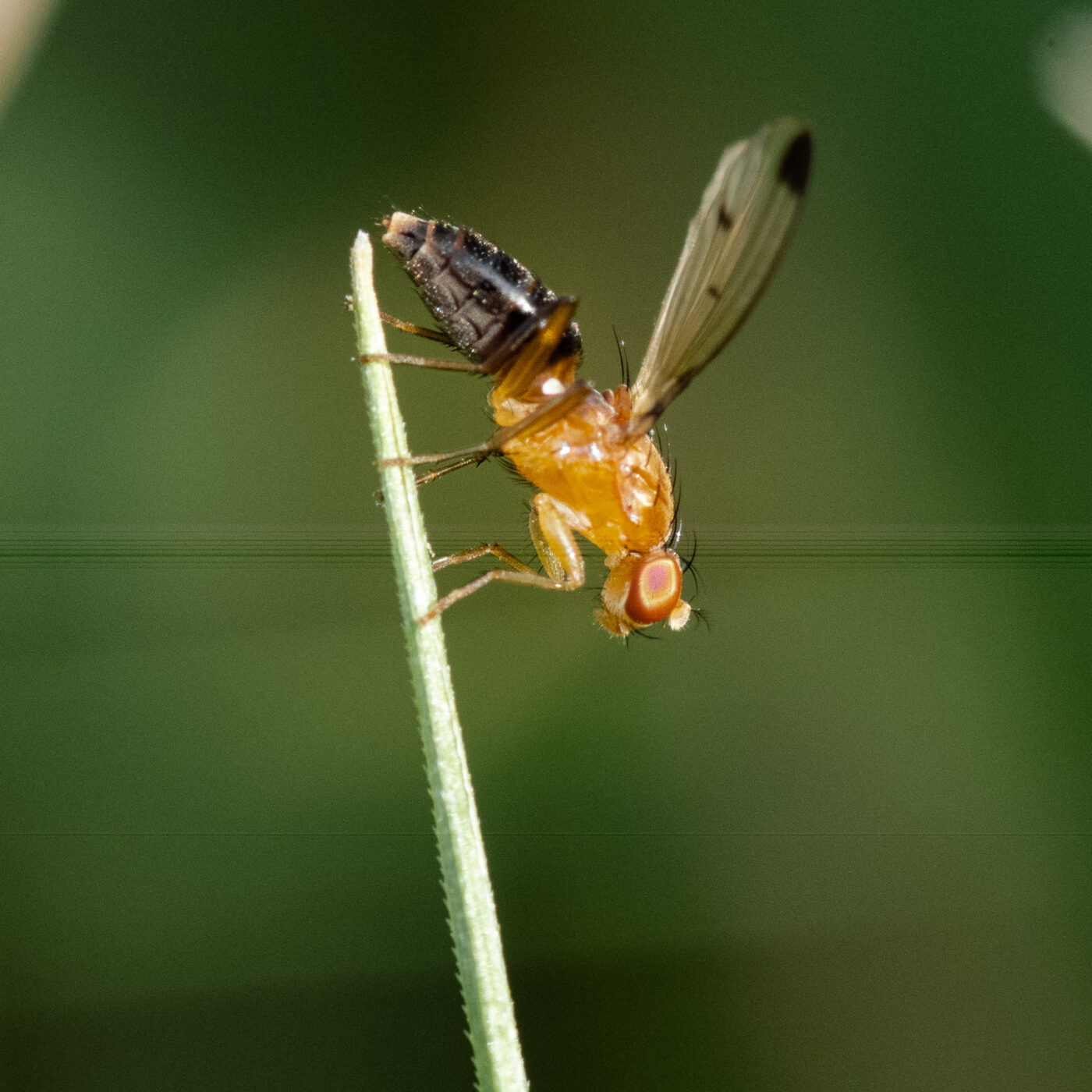 2023-09-03 - NSG Lippewiesen Haltern