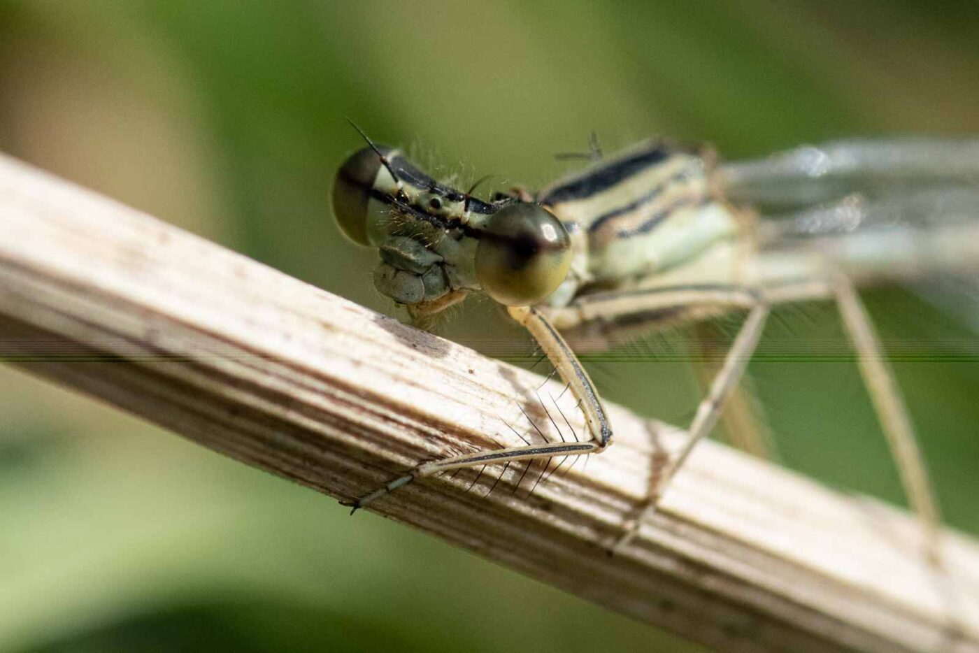 2023-09-03 - NSG Lippewiesen Haltern