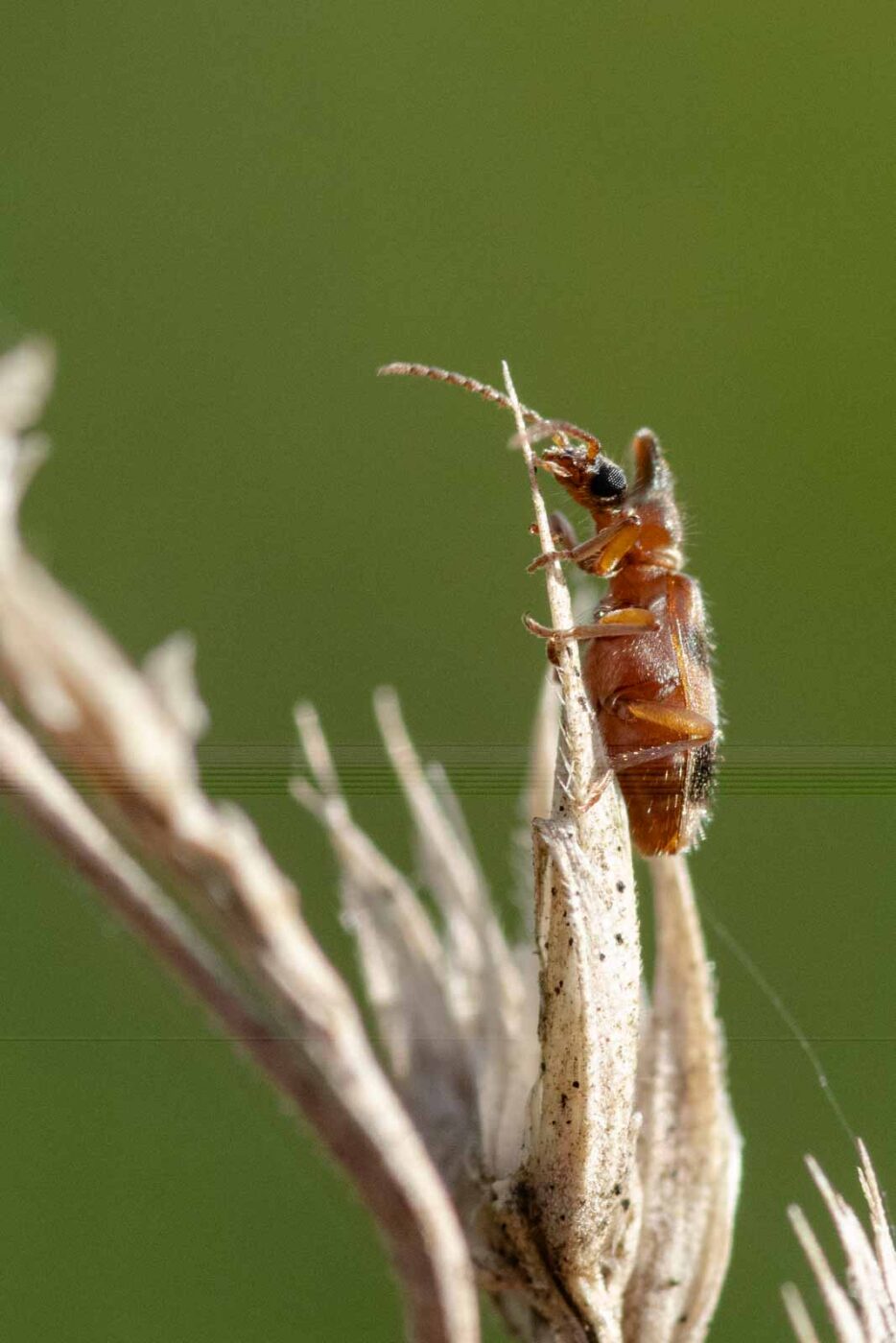 2023-09-03 - NSG Lippewiesen Haltern