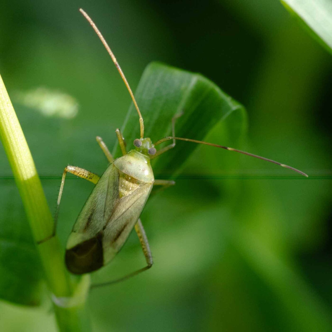 2023-09-03 - NSG Lippewiesen Haltern