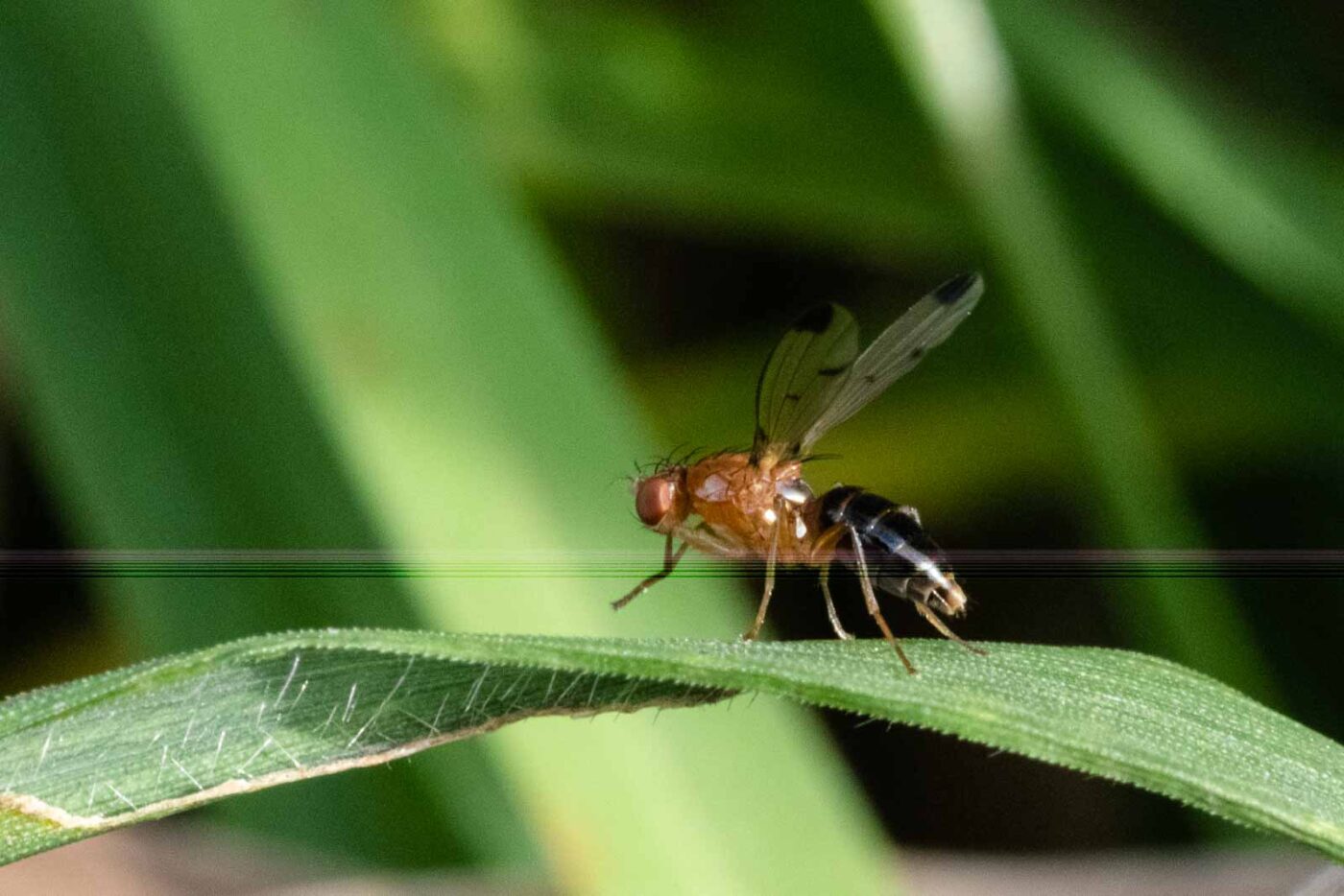2023-09-03 - NSG Lippewiesen Haltern