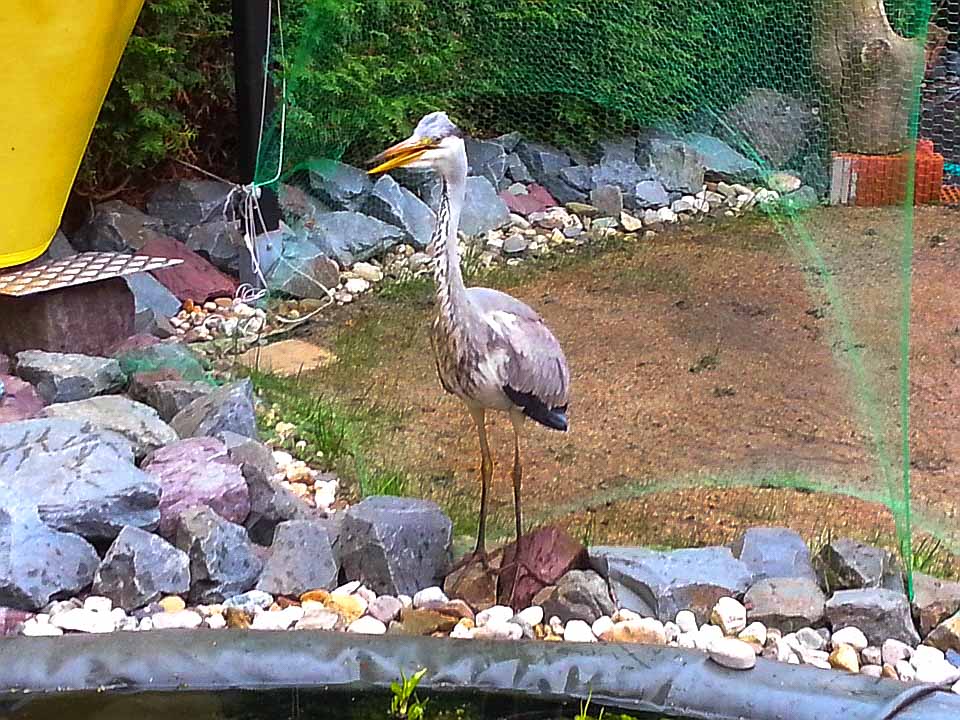 2015-05-22 - Graureiher am Teich