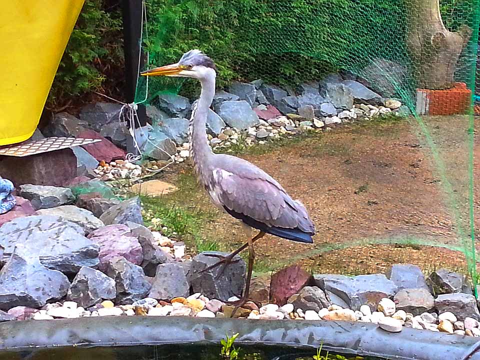 2015-05-22 - Graureiher am Teich