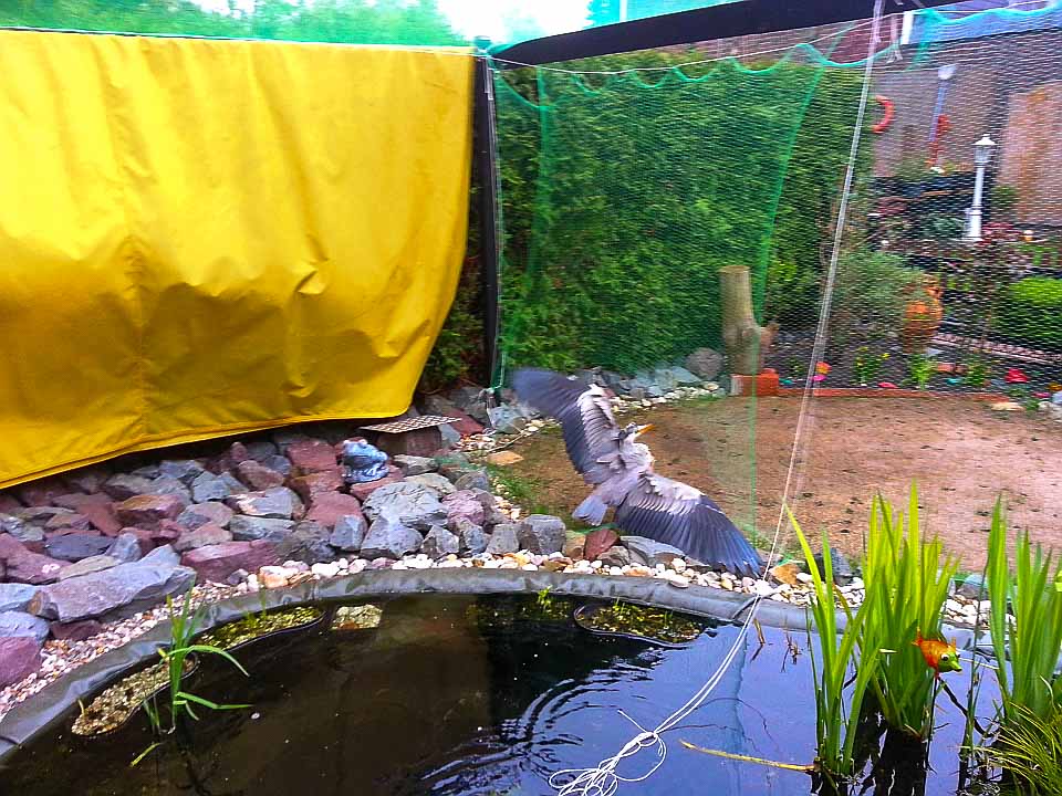 2015-05-22 - Graureiher am Teich