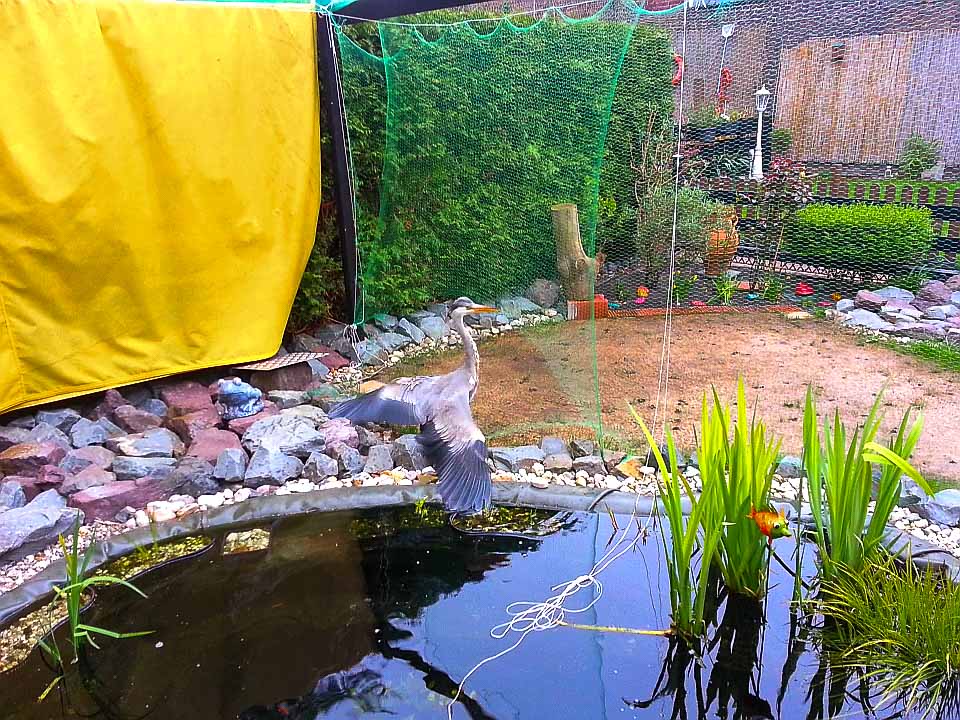 2015-05-22 - Graureiher am Teich