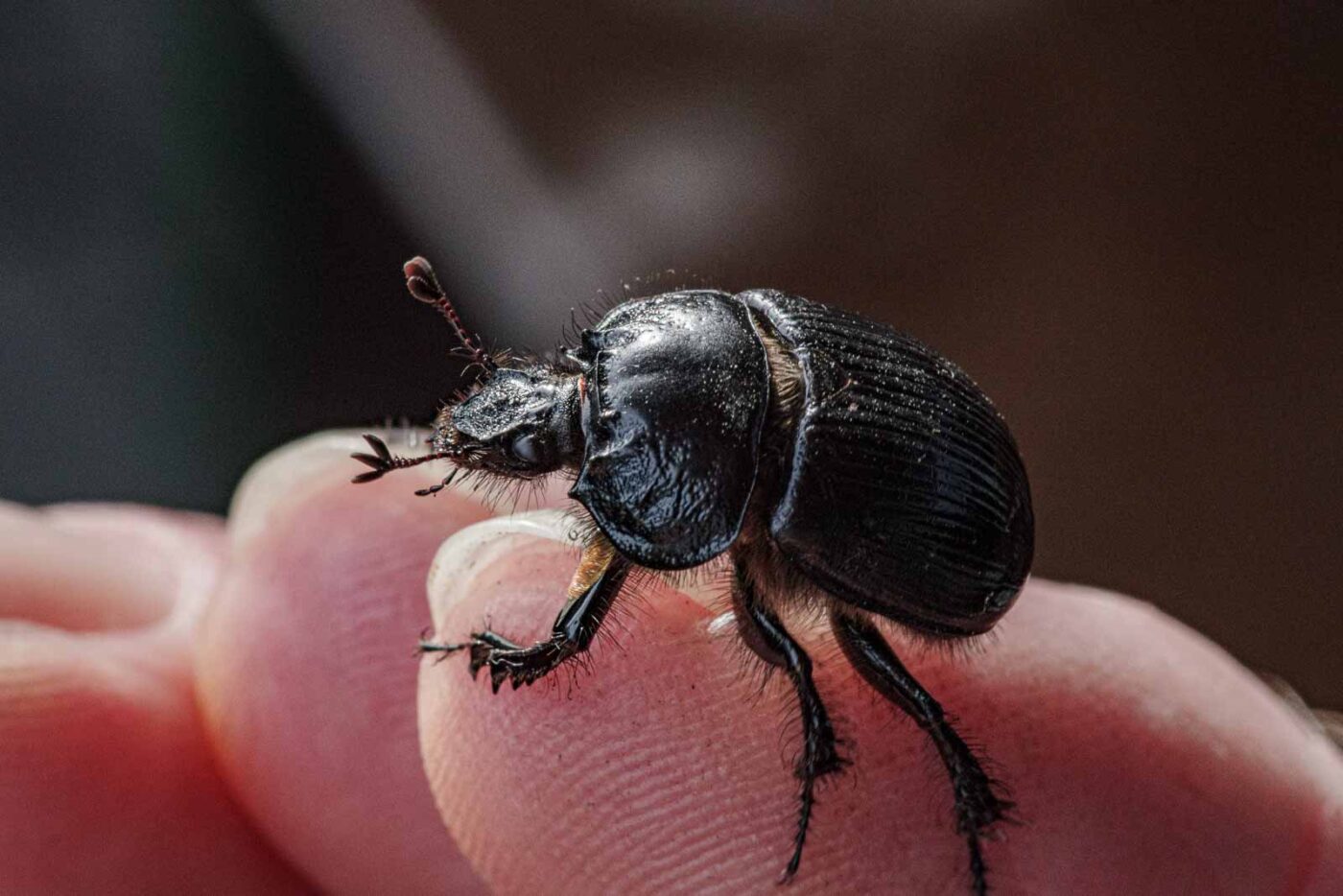 2024-02-10 - RE-Sidenzia auf'm BallKong