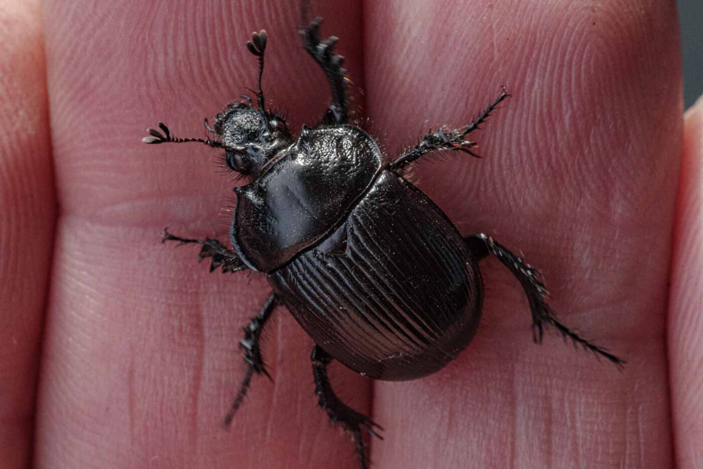 2024-02-10 - RE-Sidenzia auf'm BallKong