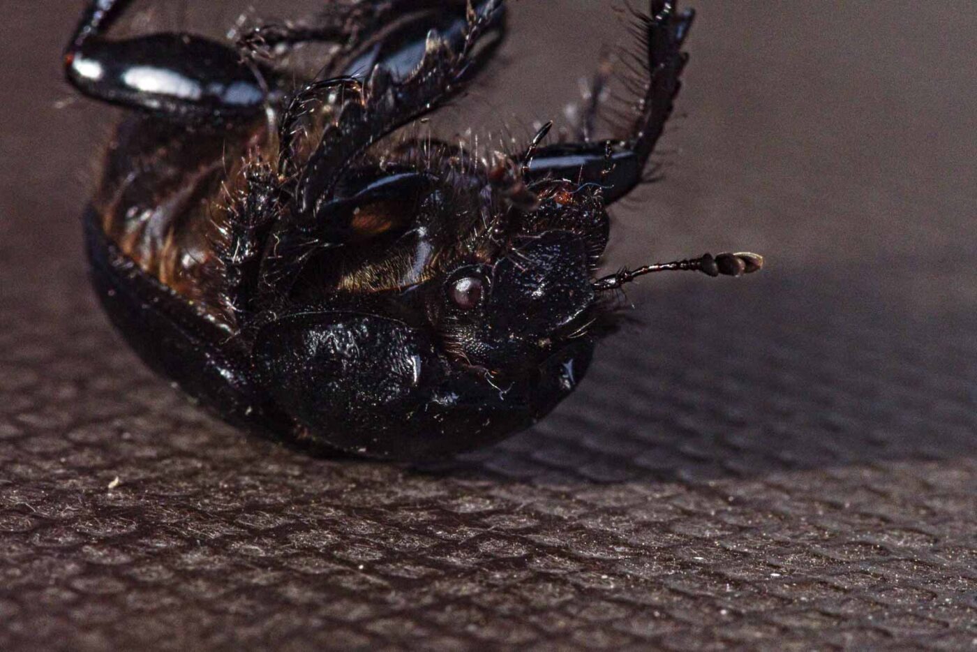 2024-02-10 - RE-Sidenzia auf'm BallKong