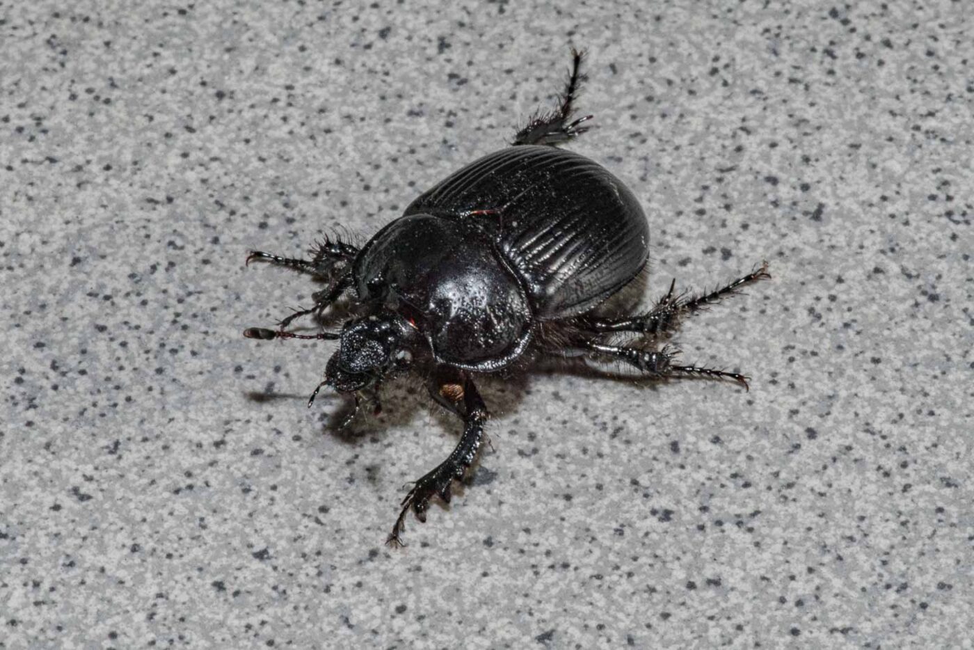 2024-02-10 - RE-Sidenzia auf'm BallKong