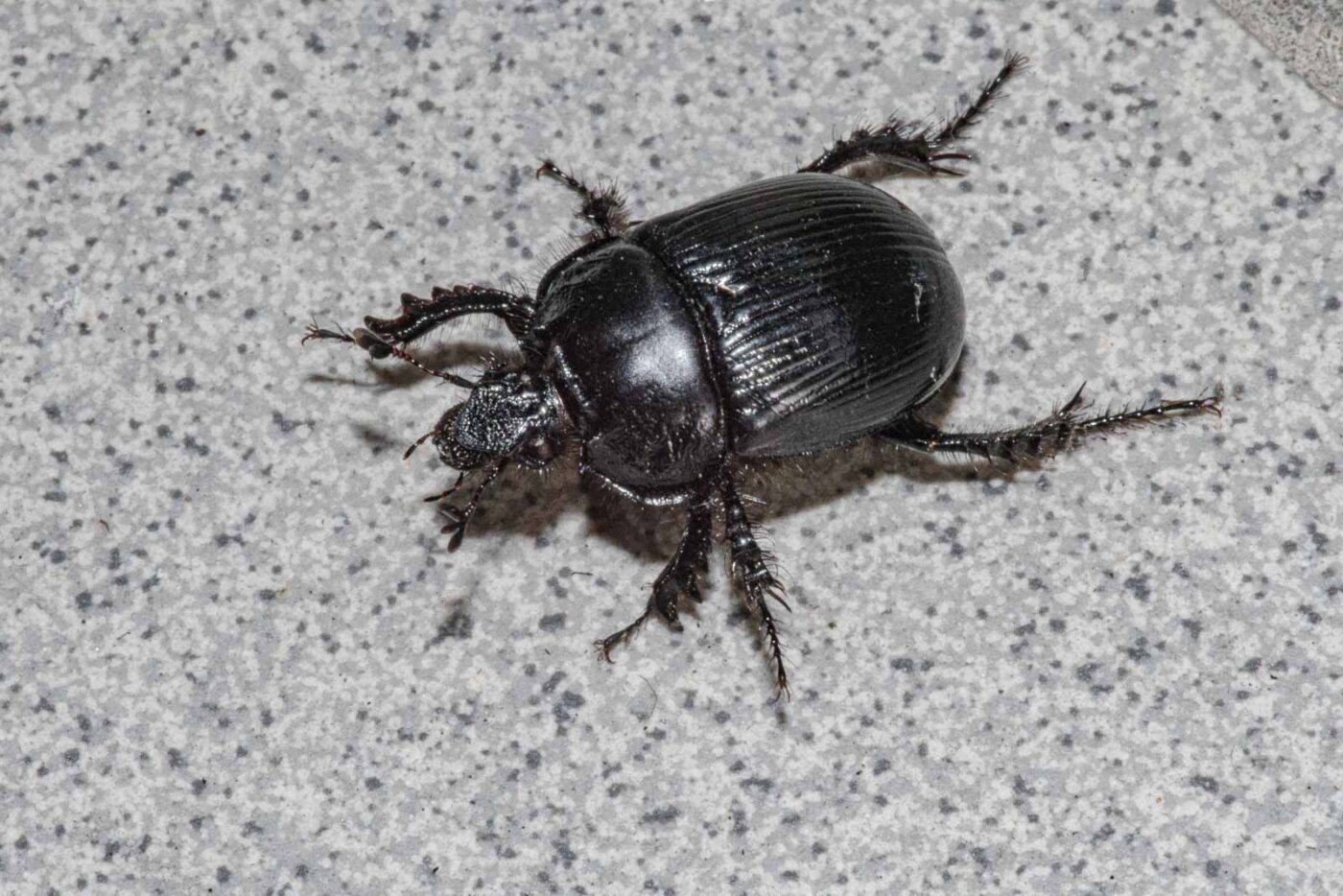 2024-02-10 - RE-Sidenzia auf'm BallKong