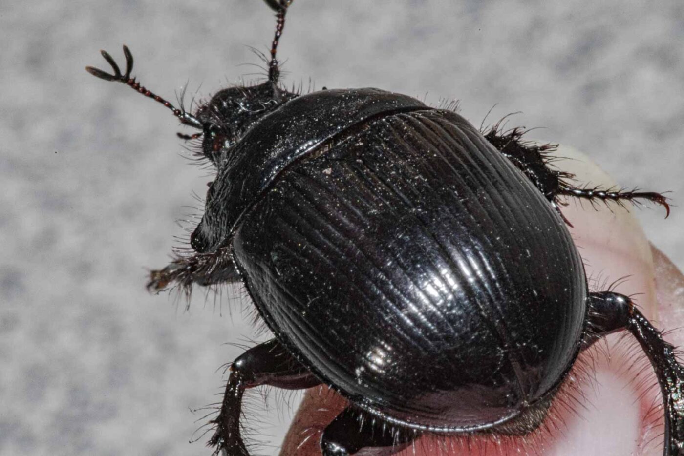 2024-02-10 - RE-Sidenzia auf'm BallKong