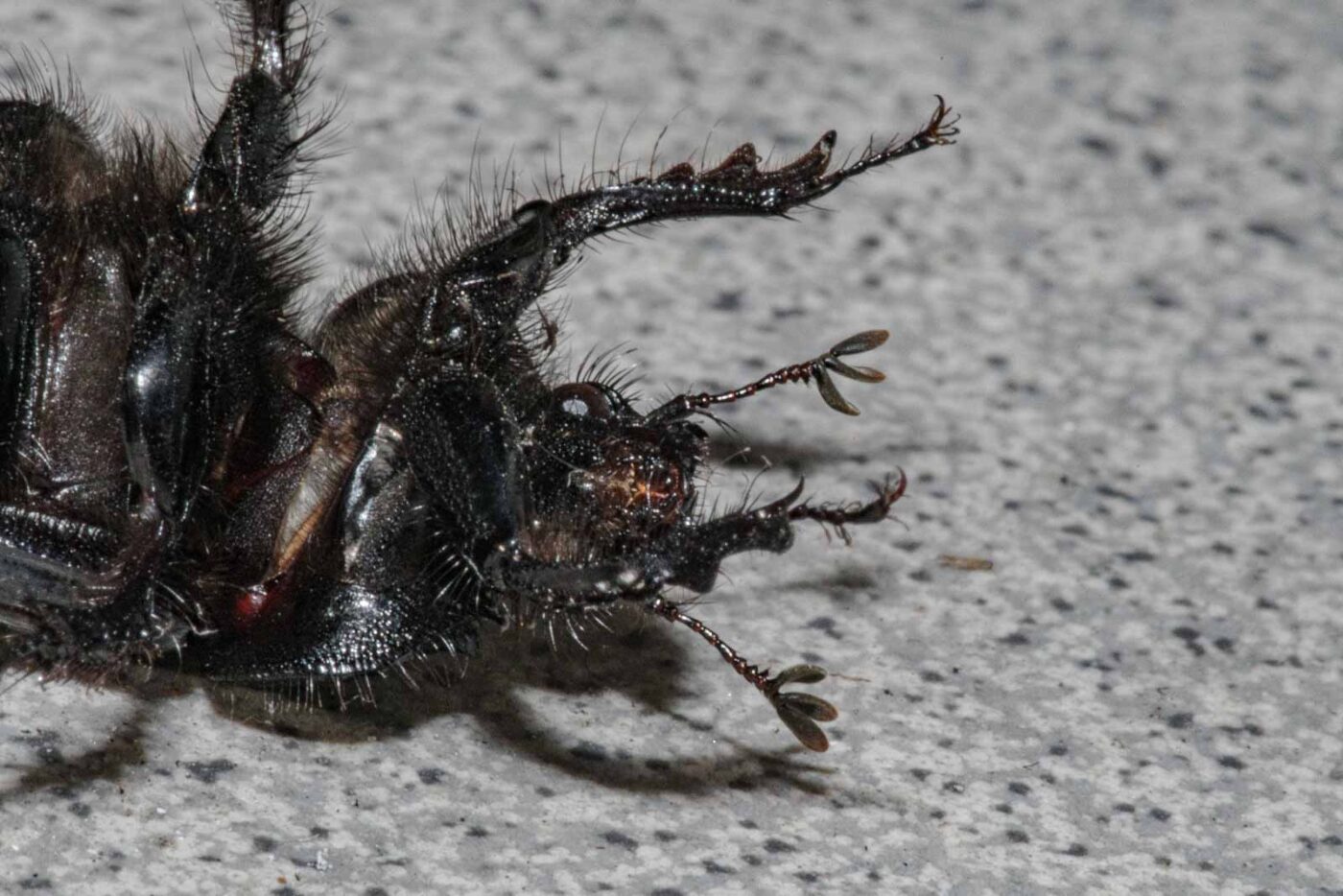 2024-02-10 - RE-Sidenzia auf'm BallKong