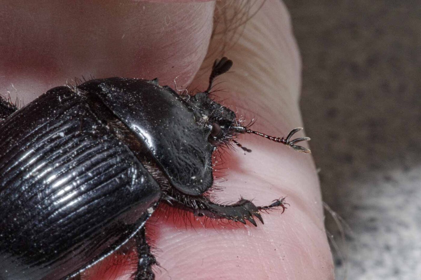 2024-02-10 - RE-Sidenzia auf'm BallKong