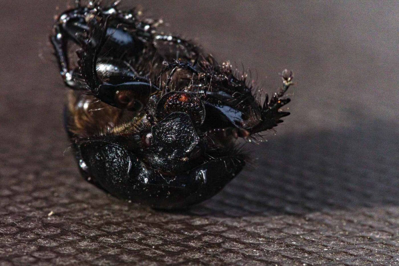 2024-02-10 - RE-Sidenzia auf'm BallKong