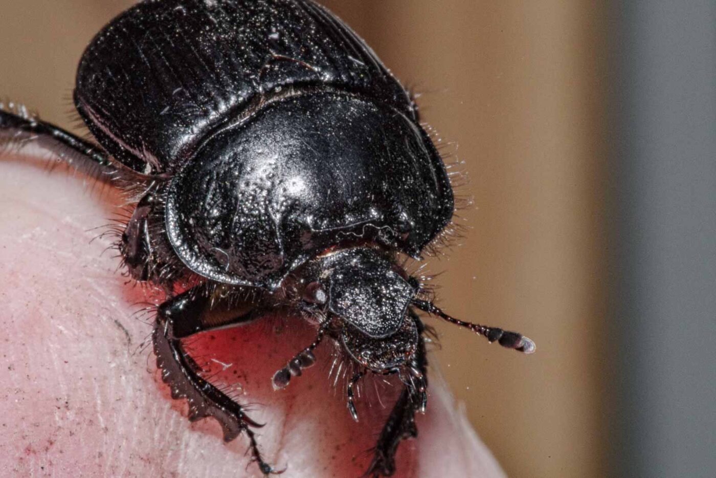 2024-02-10 - RE-Sidenzia auf'm BallKong