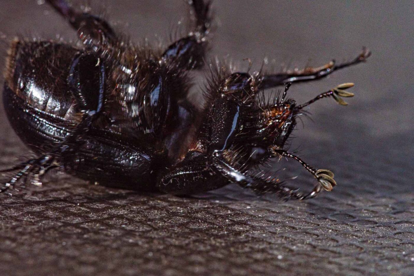 2024-02-10 - RE-Sidenzia auf'm BallKong