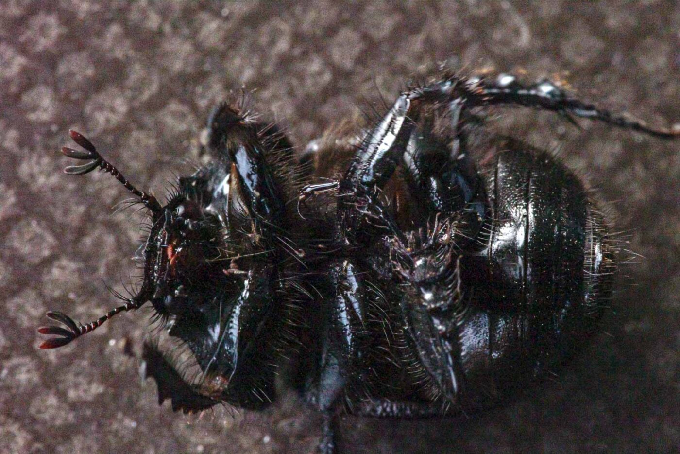 2024-02-10 - RE-Sidenzia auf'm BallKong