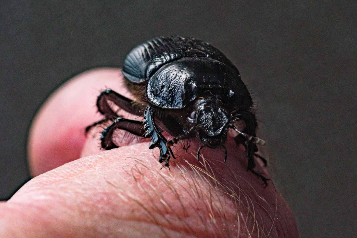 2024-02-10 - RE-Sidenzia auf'm BallKong