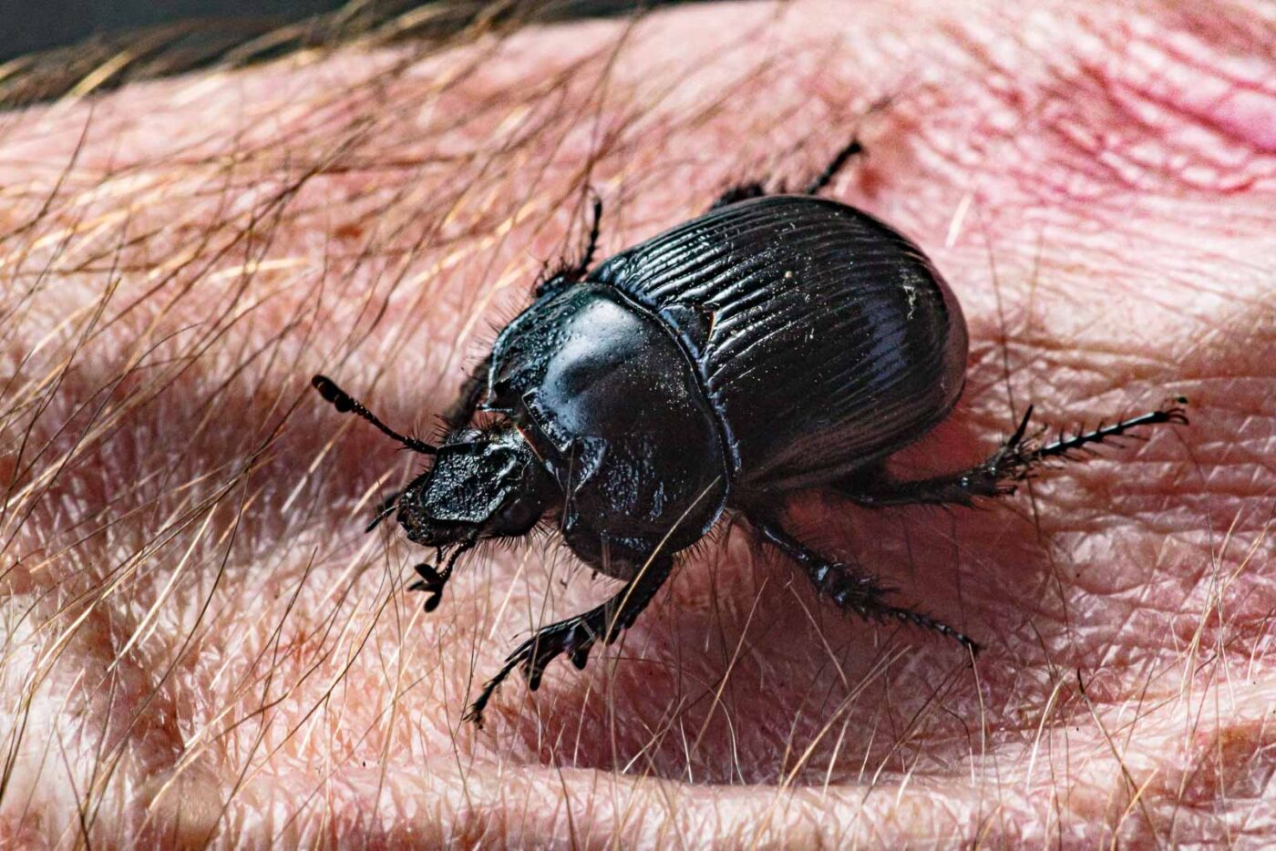 2024-02-10 - RE-Sidenzia auf'm BallKong