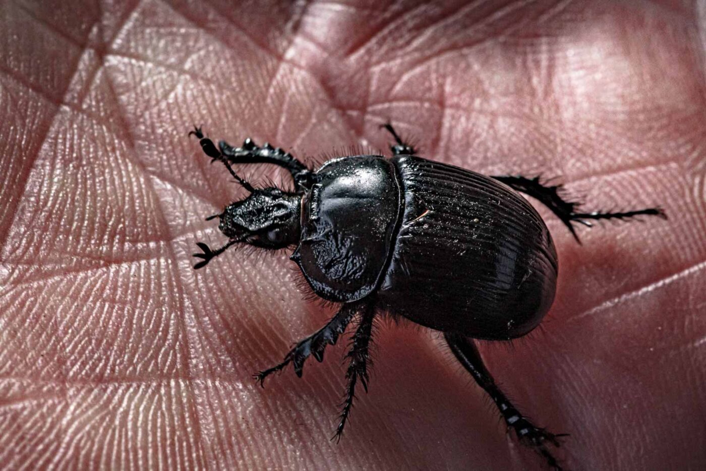 2024-02-10 - RE-Sidenzia auf'm BallKong